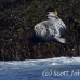 seal_gray_gr_h_0394_can1700.jpg
